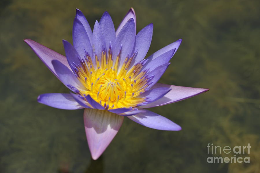 Nature Photograph - Lotus flower by Sami Sarkis