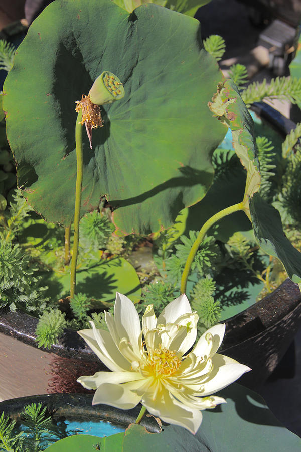 lotus flower pod photoshop