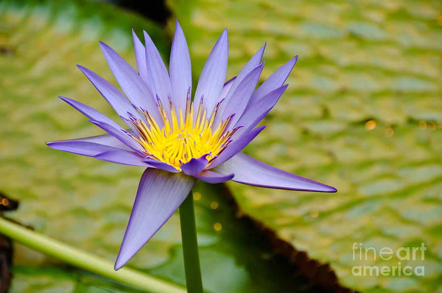 Lotus Flower Photograph by Yurix Sardinelly