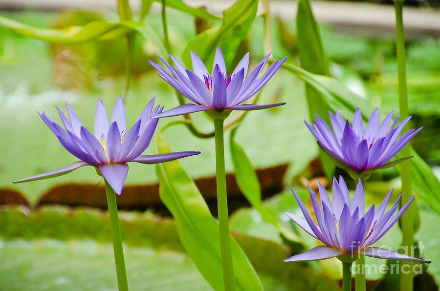 Lotus Flowers Photograph by Yurix Sardinelly