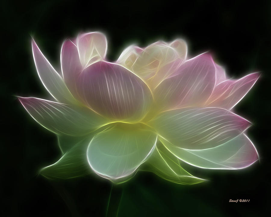 Lotus Fractal Photograph by Stephen Johnson