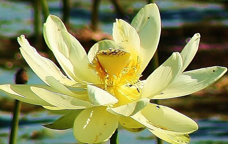 Lotus in Full Bloom Photograph by Bruce Bley