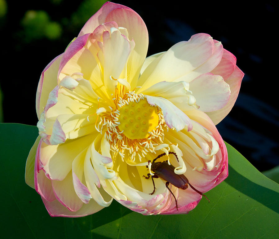 Nature Photograph - Beetle Lotus Intruder by Jean Noren