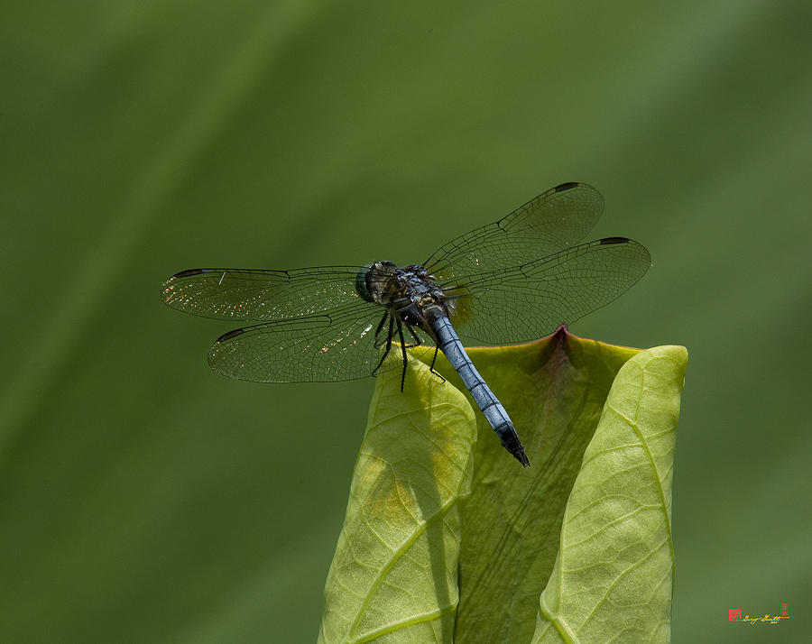 Lotus Leaf and Blue Dasher Dragonfly DL058 Photograph by Gerry Gantt