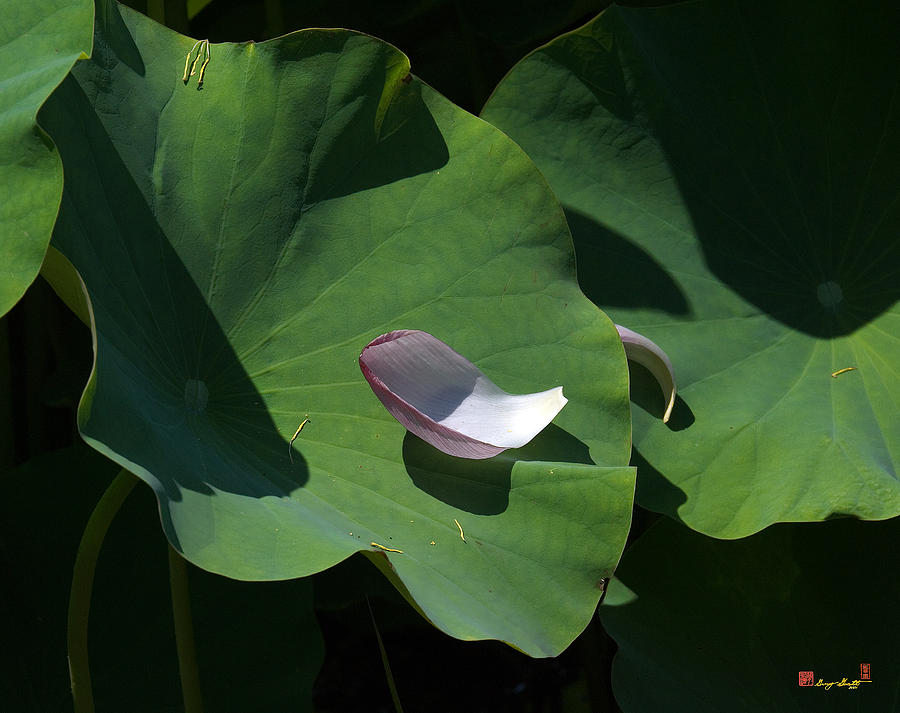 Lotus Leaf--Castoff i DL073 Photograph by Gerry Gantt