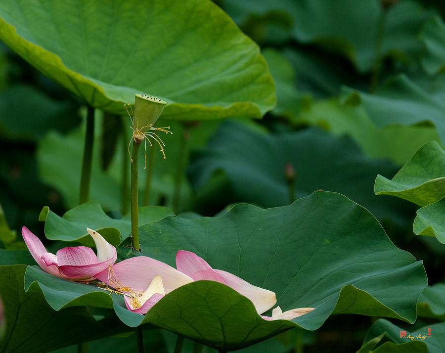 Lotus Leaf-Castoff ii DL077 Photograph by Gerry Gantt