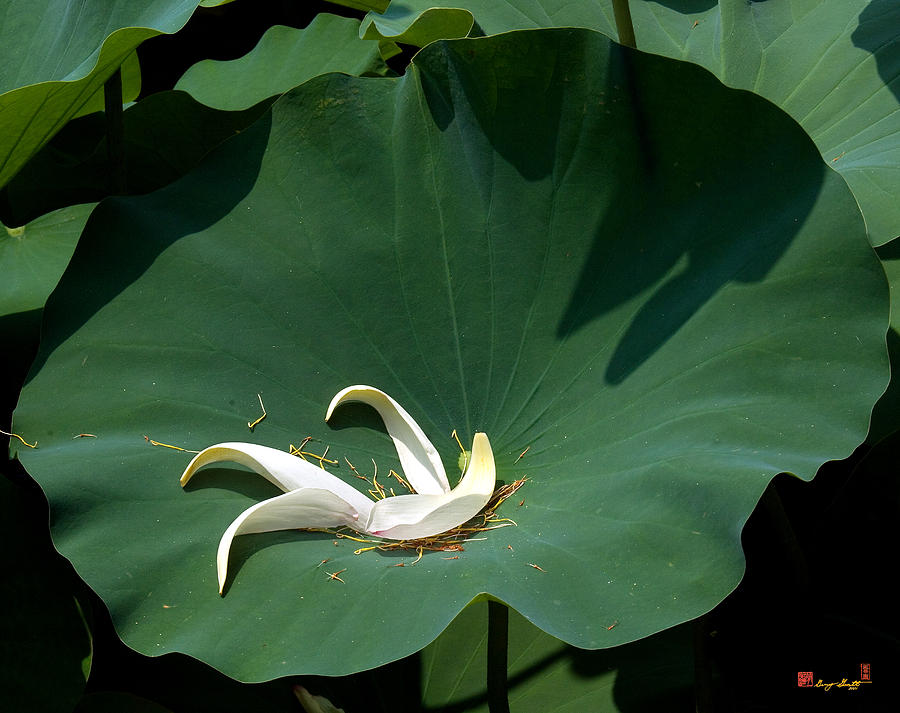 Lotus Leaf--Castoff iii DL060 Photograph by Gerry Gantt