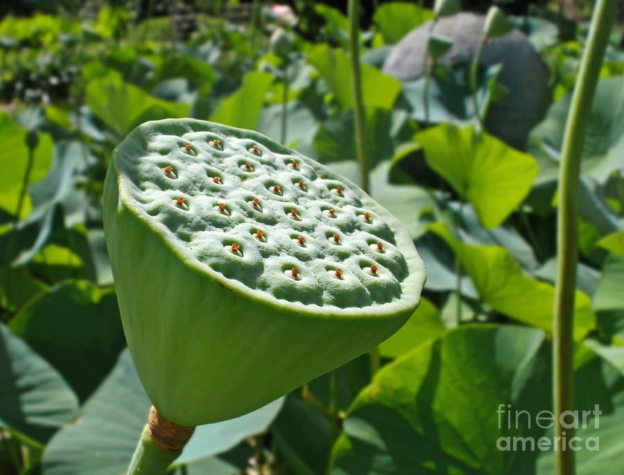 Lotus Lily - Stamen Photograph by Kaye Menner