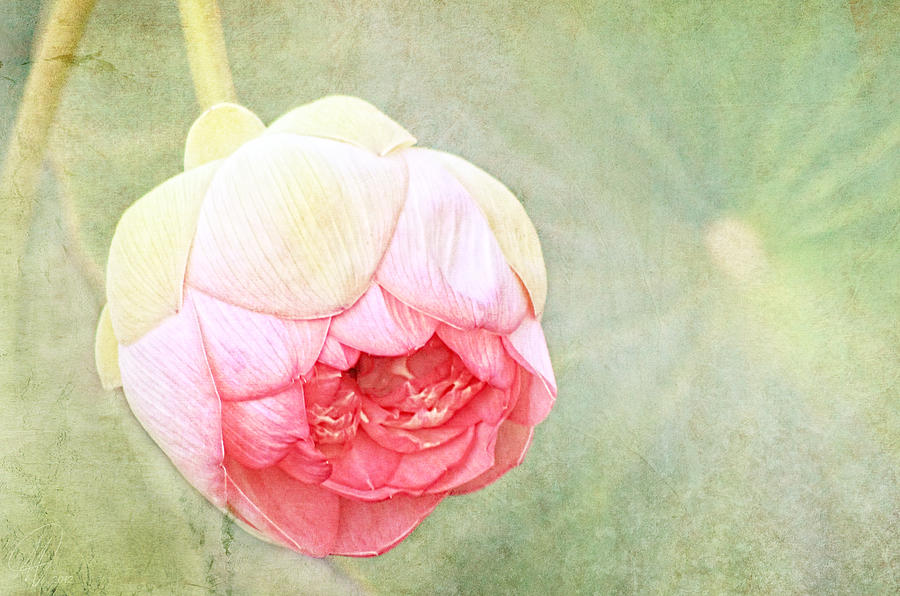 Lotus Digital Art by Margaret Hormann Bfa
