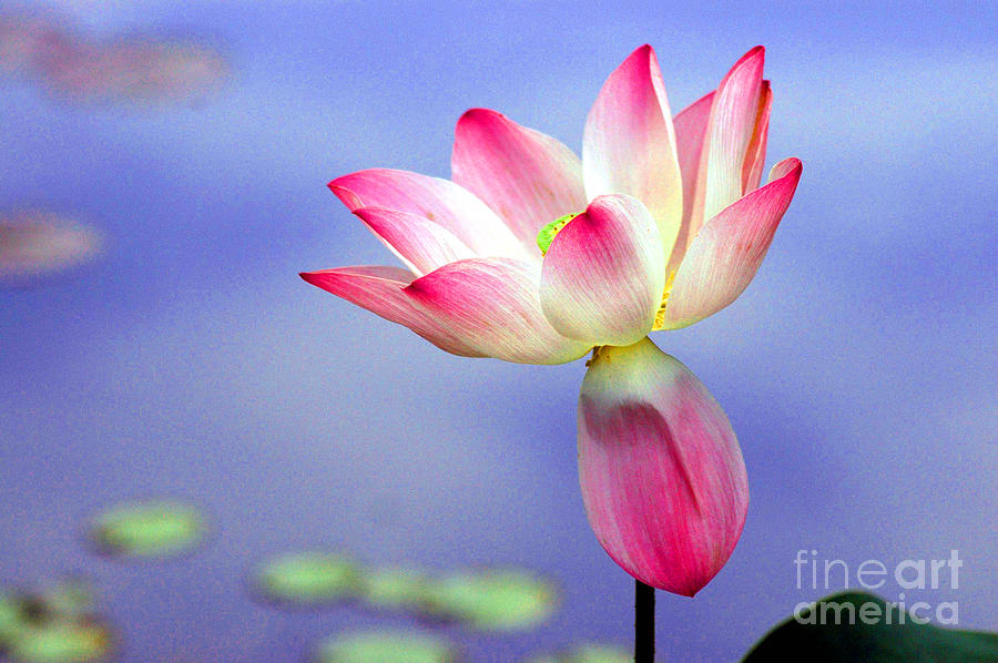 Lotus Photograph by Mark Gilman