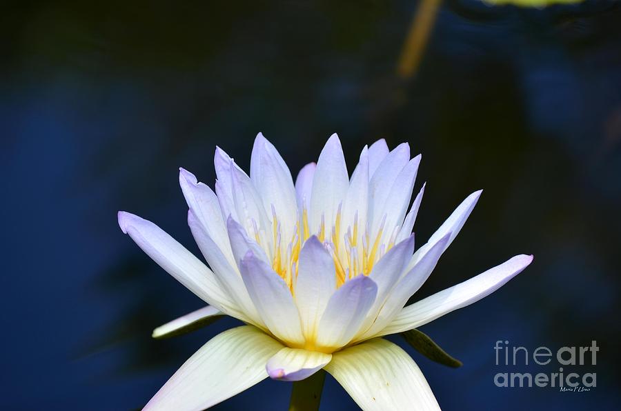 Lotus on Sapphire Waters Photograph by Maria Urso