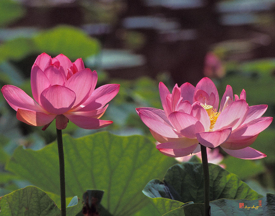 Lotus Pair 24M Photograph by Gerry Gantt