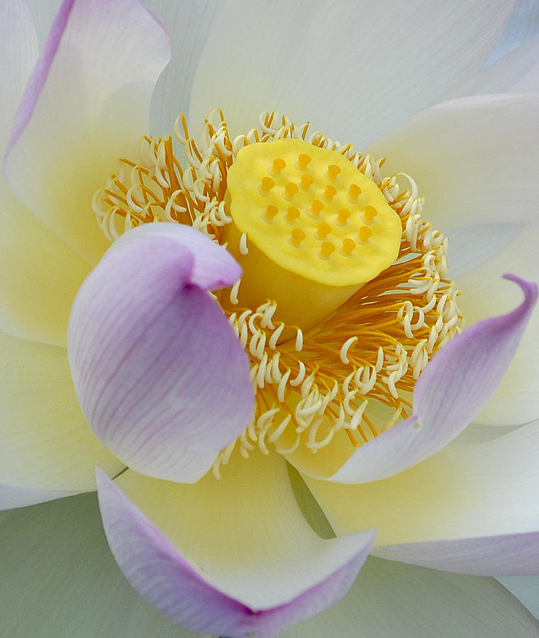 Lotus Photograph by Pat Exum