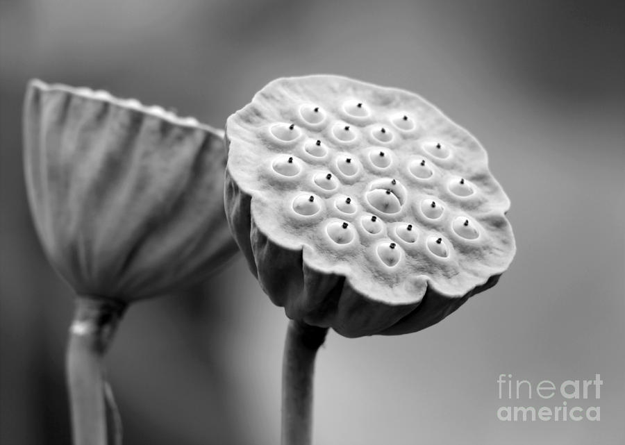 Cool Photograph - Lotus Pods in Black and White by Sabrina L Ryan
