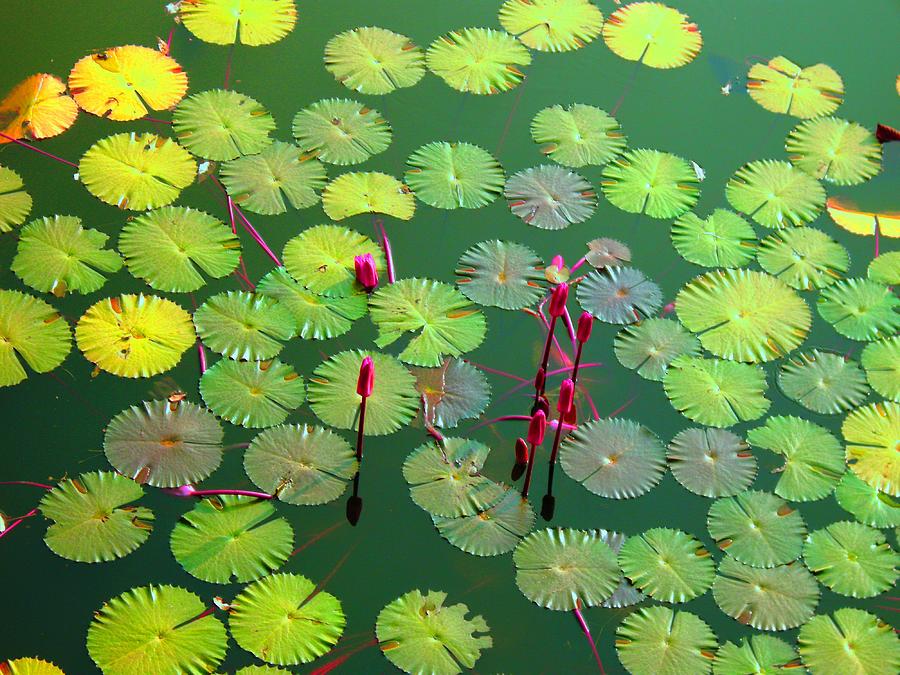 lotus pond