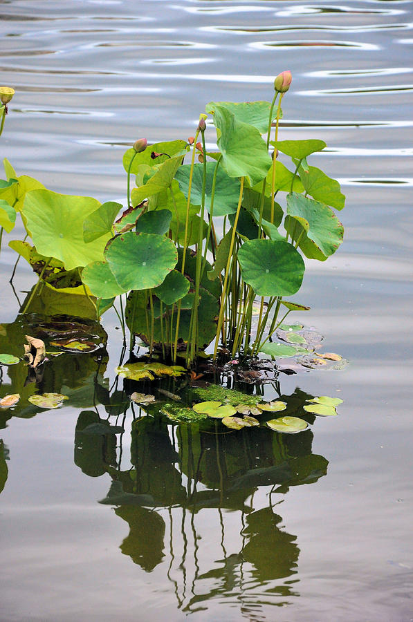 Lotus Ripples Photograph by Jan Amiss Photography
