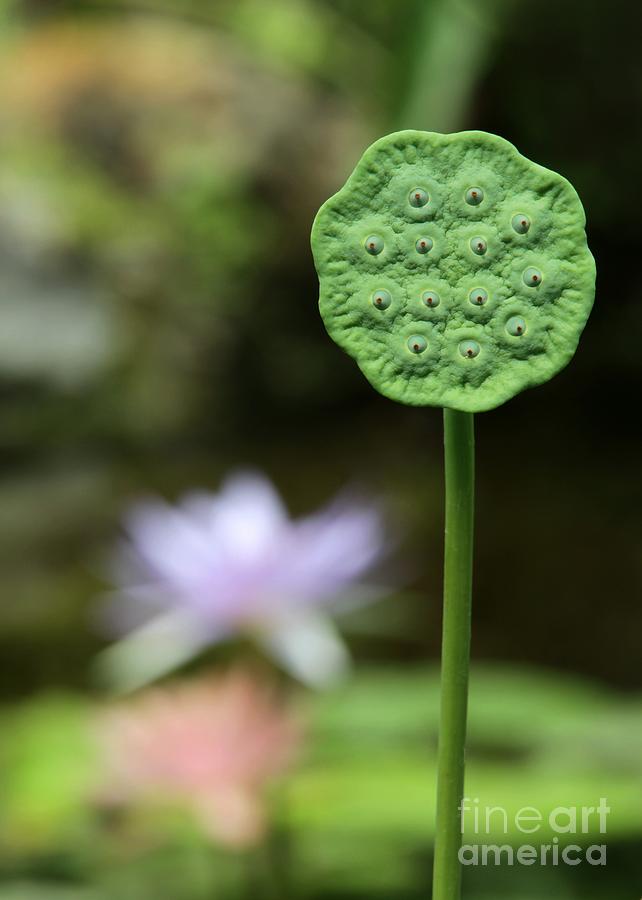 Spring Photograph - Lotus Seed Pod in the Lily Pond by Sabrina L Ryan