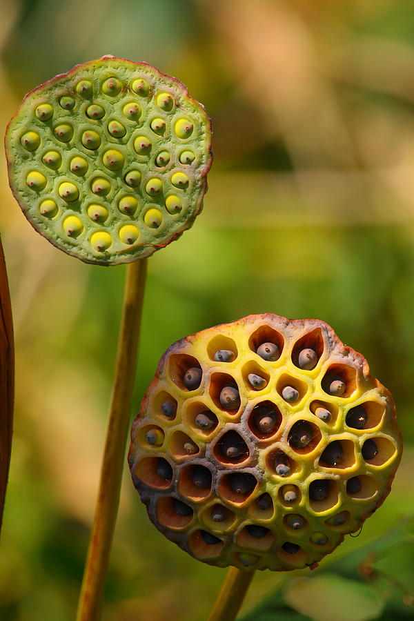 Lotus Seed Pods Photograph by Bruce J Robinson