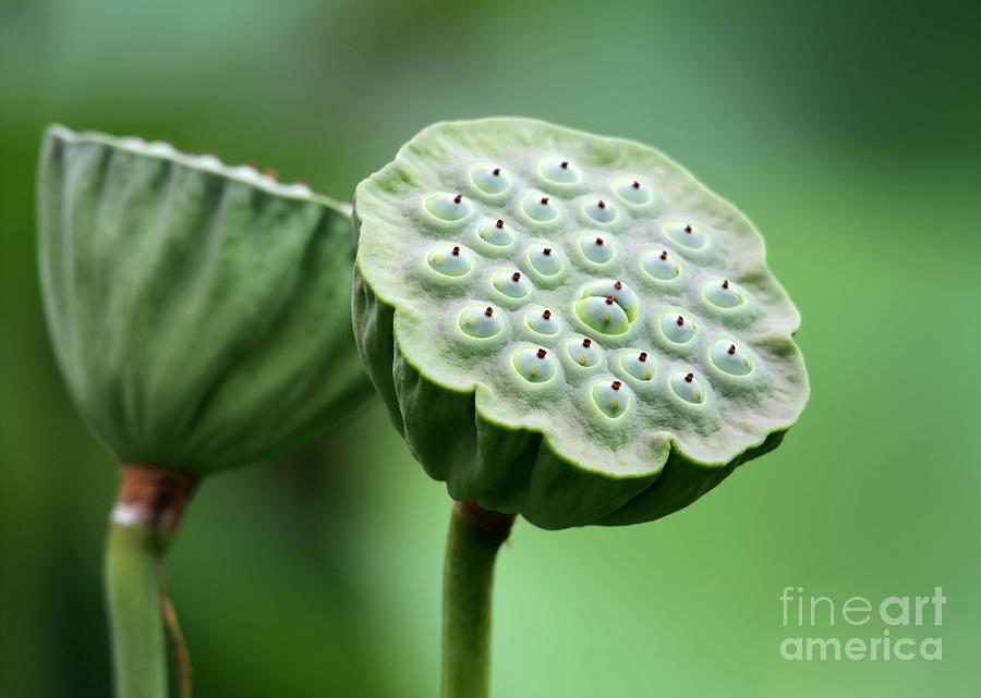 Lotus Seed Pods Photograph by Sabrina L Ryan