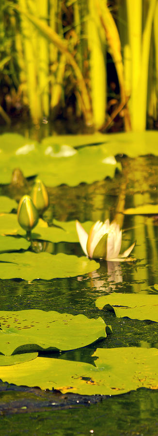 Lotus Photograph by Shelley Bain