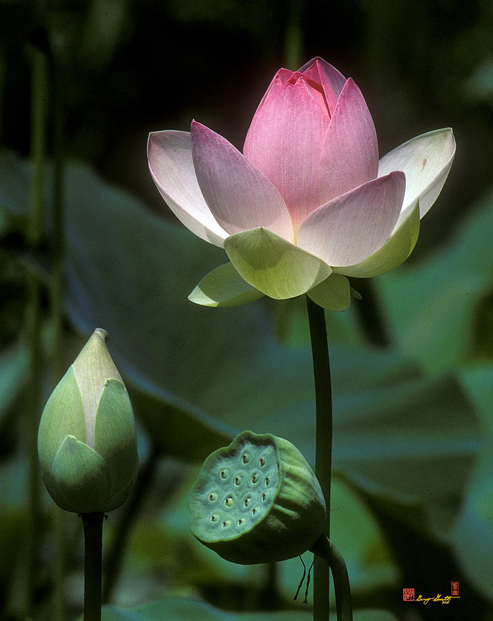Lotus--Stages of Life i 24Q Photograph by Gerry Gantt