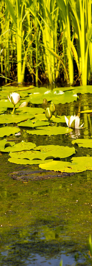 Lotus Too Photograph by Shelley Bain