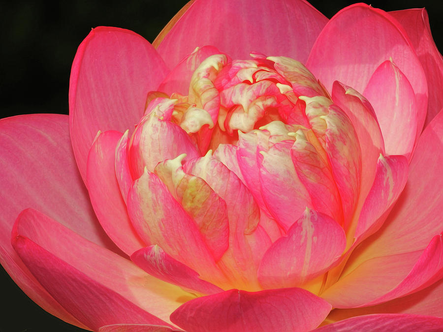 Lotus Unfolding Photograph by Dave Mills