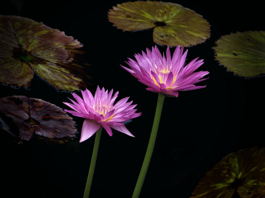 Lotus Water Lilies Photograph by Rudy Umans