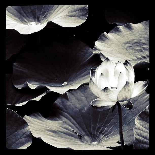 Lotuss Glitter Filter:gotham Photograph by Yuichi Yokota