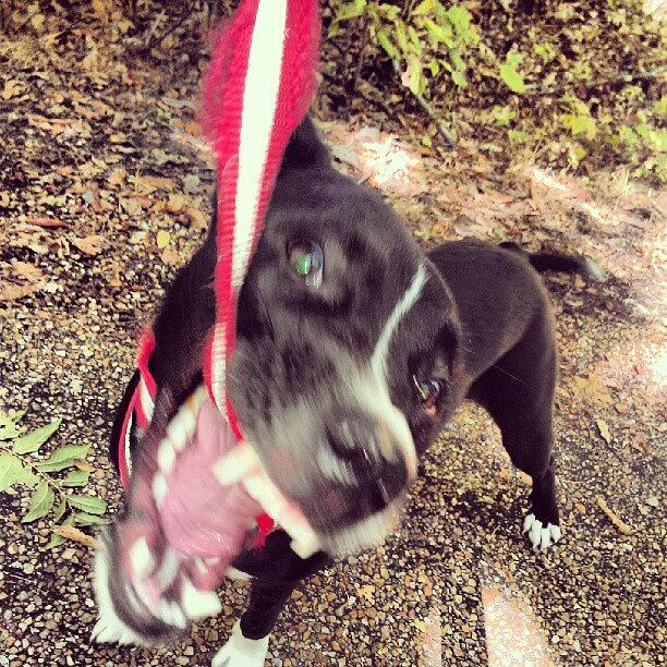 Pitbull Photograph - #lou #pitbull #leash #walk #ferocious by McKinley Thueson