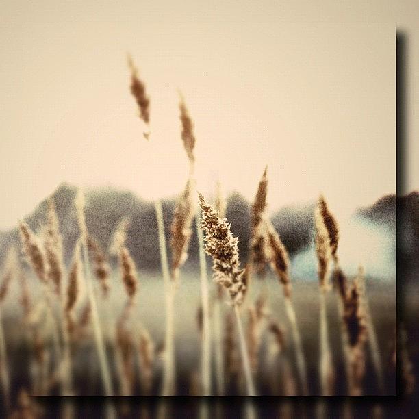 Nature Photograph - Lou Reeds by Penni DAulerio
