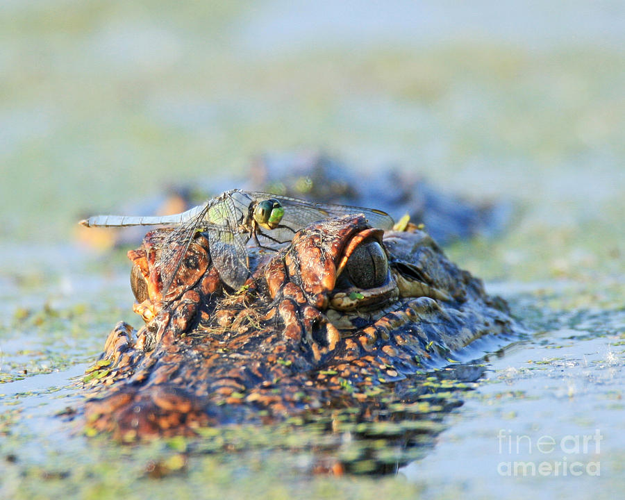 Louisiana Alligator with Dragon Fly Photograph by Luana K Perez