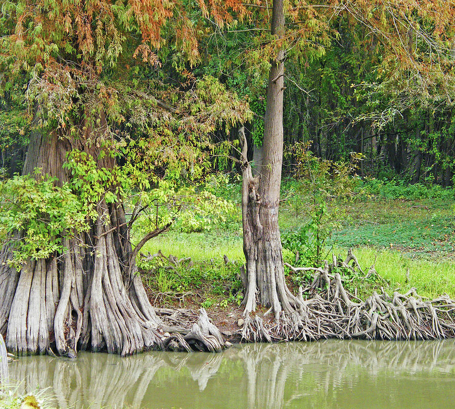 Louisiana Cypress Photograph by Lizi Beard-Ward