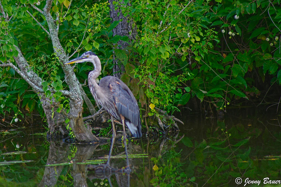 Louisiana Heron Photograph by Jenny Bauer | Fine Art America