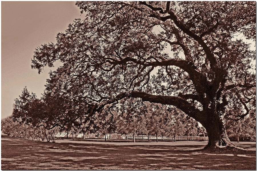 Landscape Photograph - Louisiana Oak by Chet King