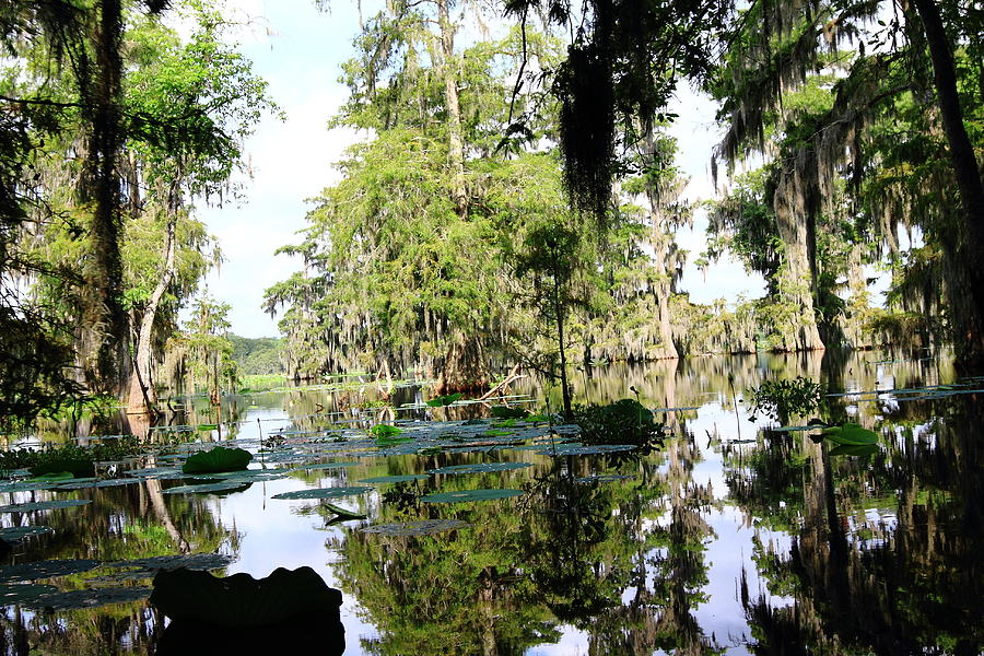 Louisiana Reflections Photograph by Linda Alexander - Fine Art America