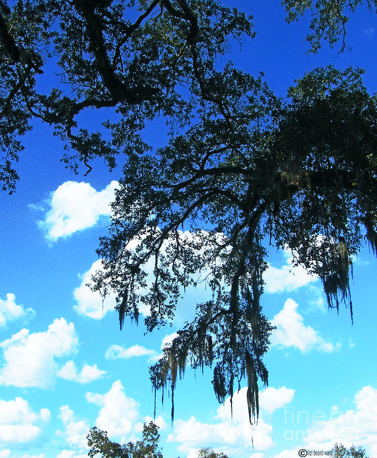 Louisiana Skyscape Photograph by Lizi Beard-Ward