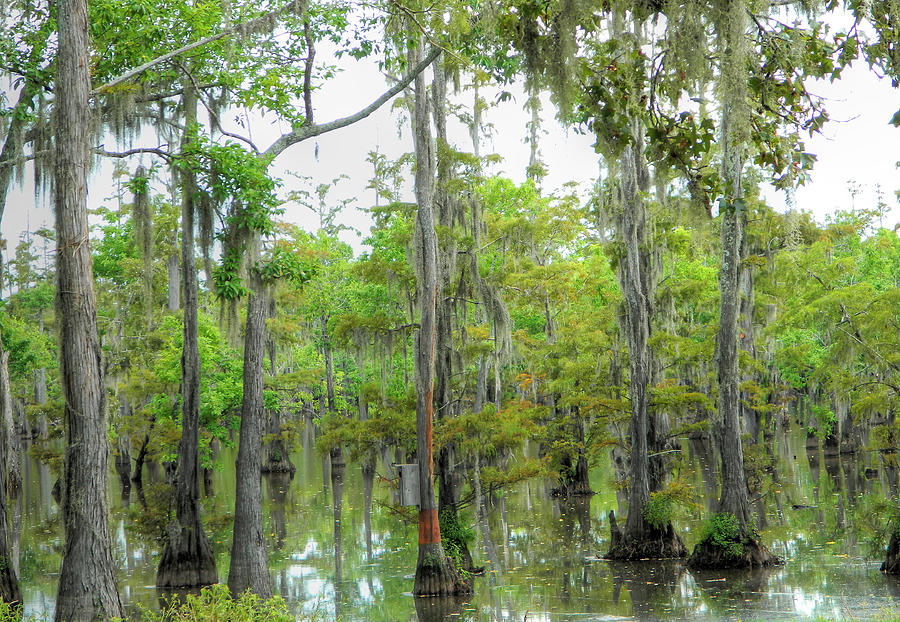 Louisiana Swamp Photograph by Ester McGuire