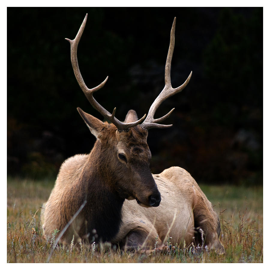 Lounging Elk Photograph by Mark Ivins