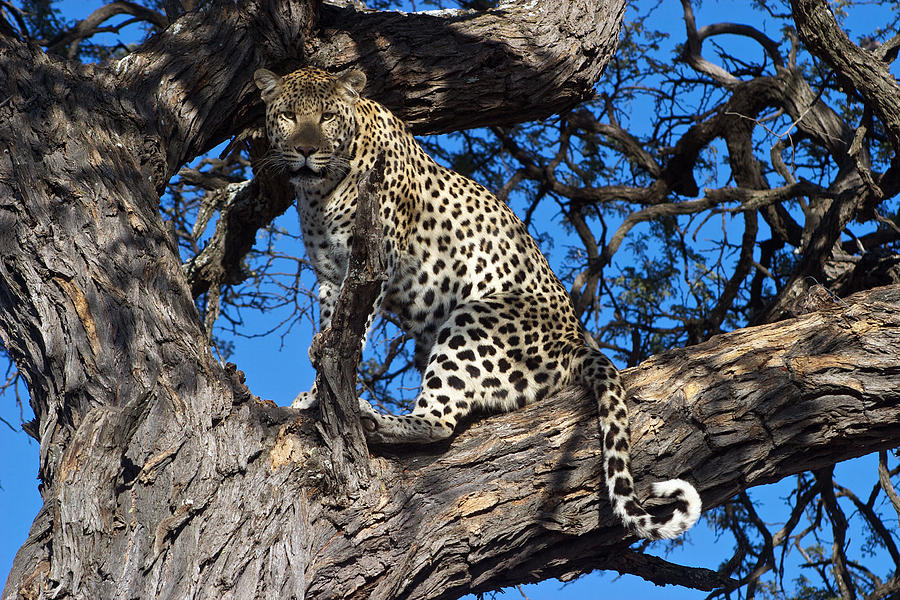 Leopard Photograph - Lounging Leopard Namibia by David Kleinsasser