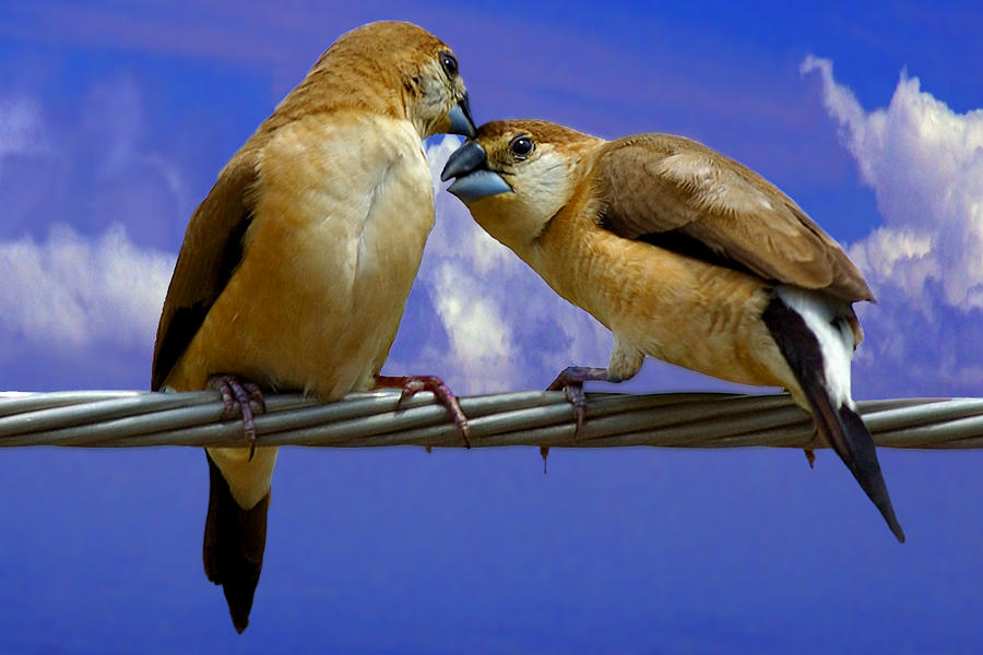 Bird Photograph - Love and Care by Mukesh Srivastava