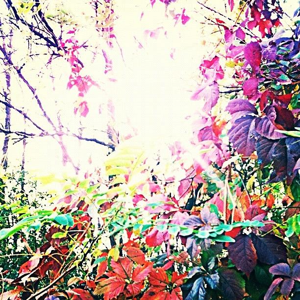 Love Autumns Colors! 🍃🍂🍁 Photograph by Alice Roca