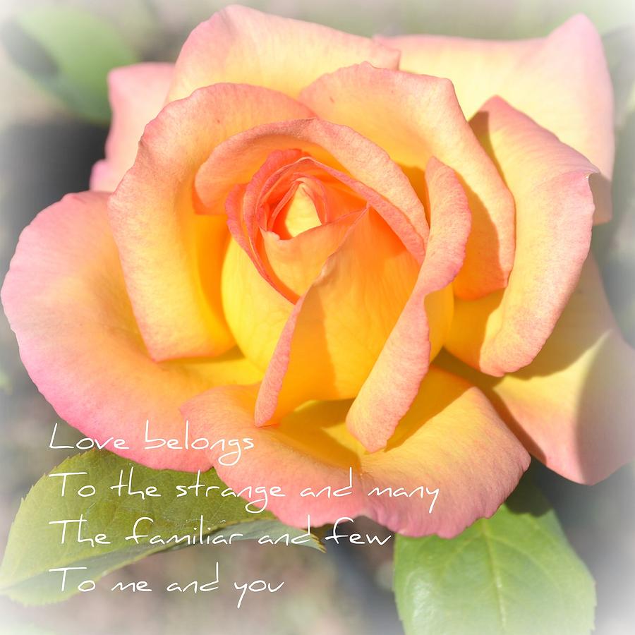 Love Belongs Yellow Rose Photograph by P S - Fine Art America