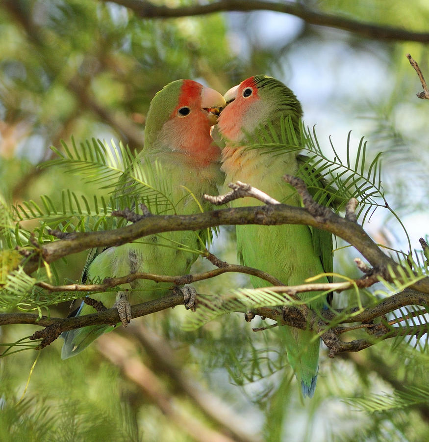Bird Photograph - Love birds by Christian Heeb