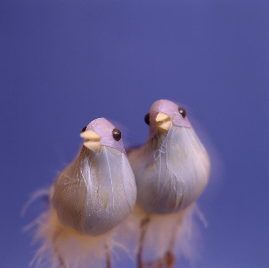 Toy Photograph - Love Birds by Cristina Pedrazzini