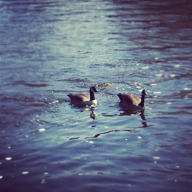 Bird Photograph - #love #birds #river #thames #sun by Bekah Chaplin ™