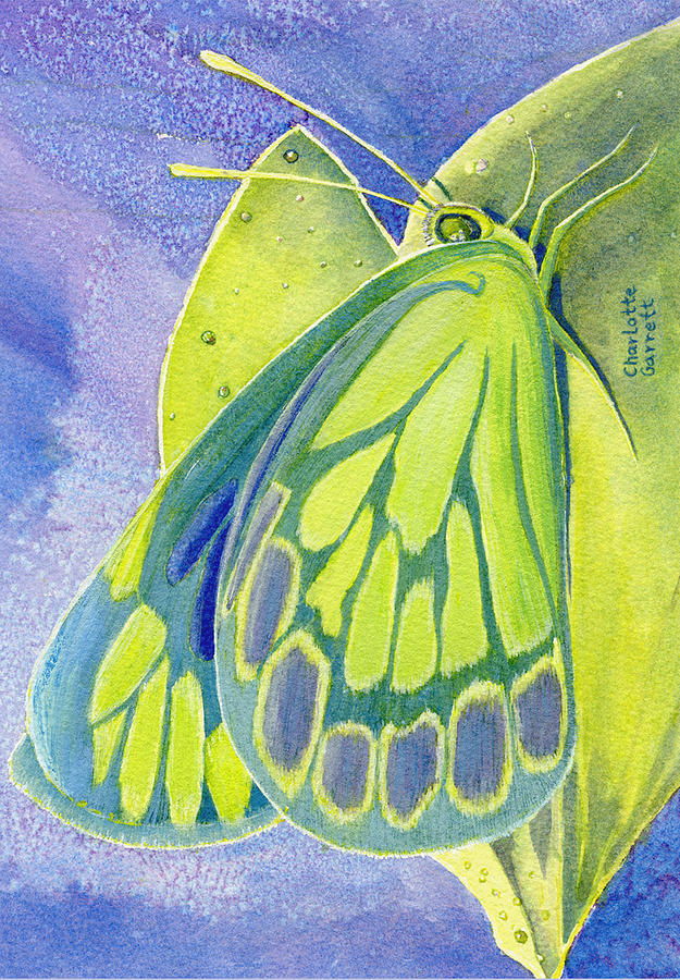 Love Butterfly by Charlotte Garrett Love Butterfly by Charlotte Garrett