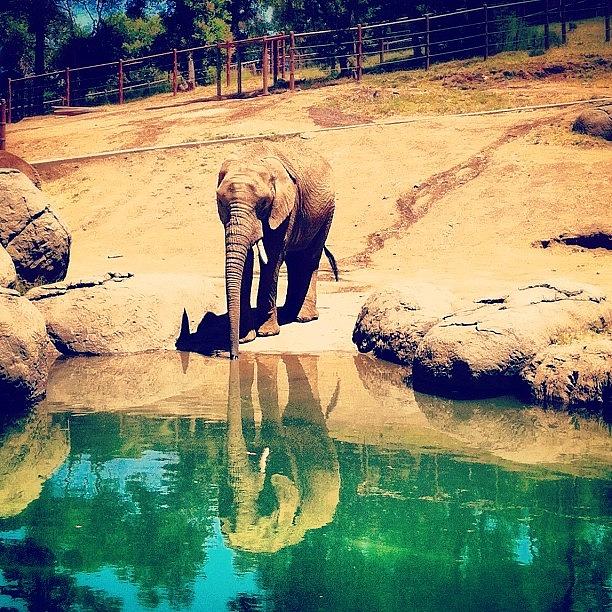 Animal Photograph - Love Elephants! by Rachel Boyer 