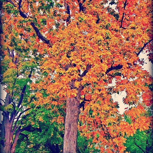 Fall Photograph - #love #fall #friday #me #autumn #leaves by Shawna Poulter