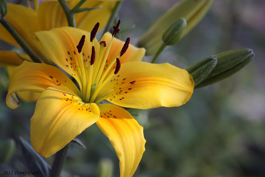 Love for Lilies   Photograph by Penny Hunt